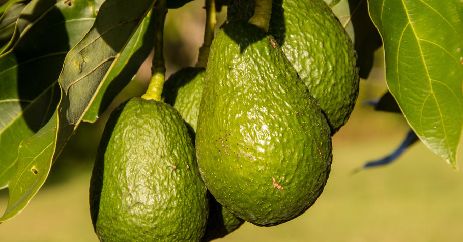How to grow avocado in your backyard or homestead