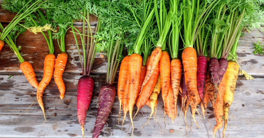 How to grow carrots in your backyard