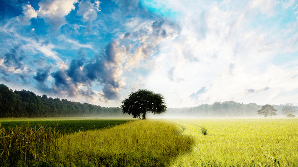 How to help mitigate climate change?