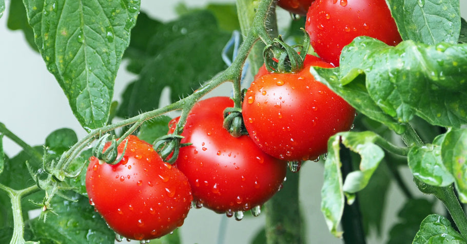 Grow organic tomatoes for your table or the market
