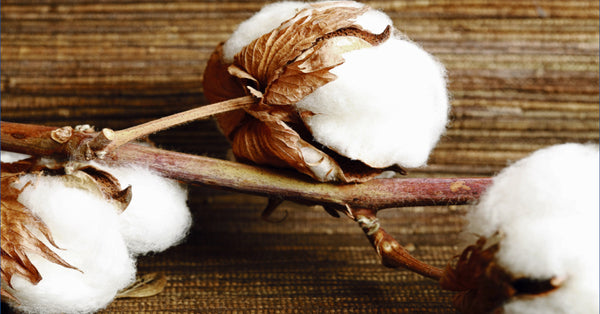 Organic cotton. Why it matters and how to grow it.